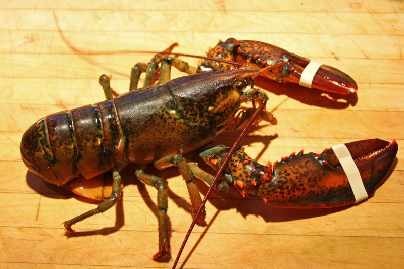 8kg Live Lobster, Premium